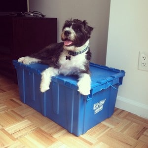 dog sitting on plastic moving boxes